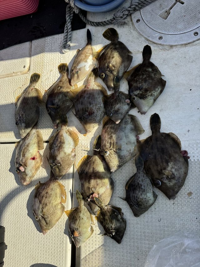 カワハギ・ウマヅラハギ