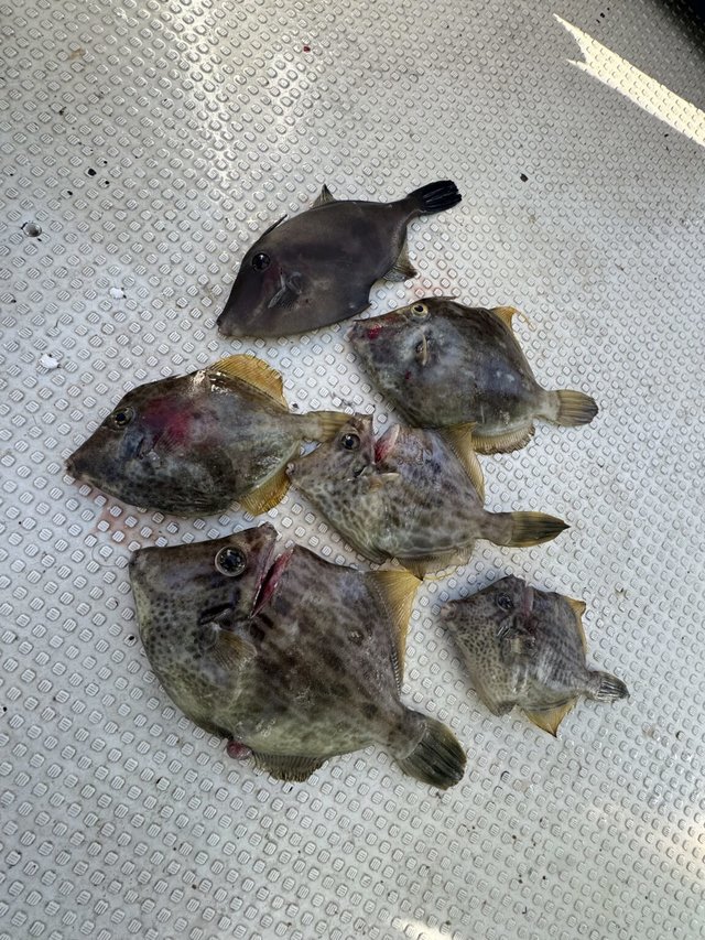 カワハギ・ウマヅラハギ