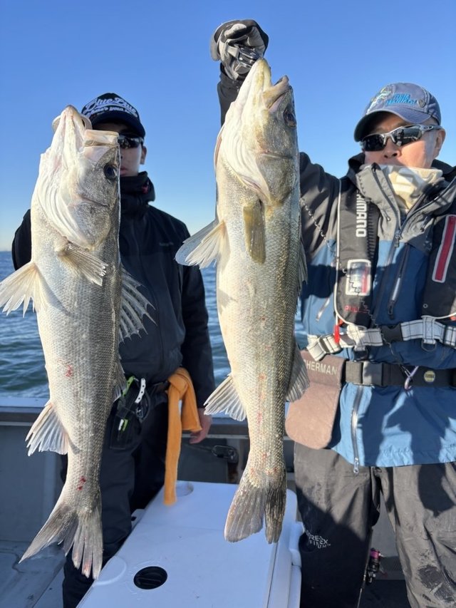 シーバス(スズキ)