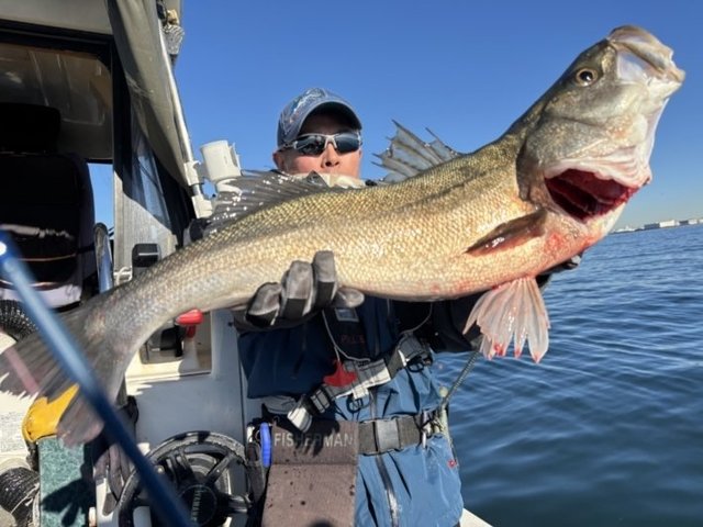 シーバス(スズキ)