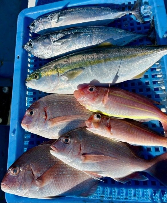 マダイ・イナダ(ブリ)・イトヨリ(イトヨリダイ)・ソーダガツオ(マルソウダ)