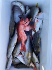 イサキ・キントキ(チカメキントキ)