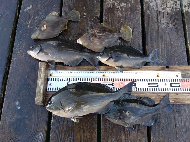 クチブトグレ(メジナ)・オナガグレ(クロメジナ)・カワハギ