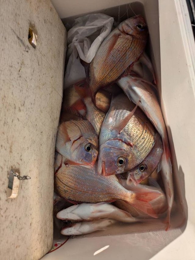 ハナダイ(チダイ)