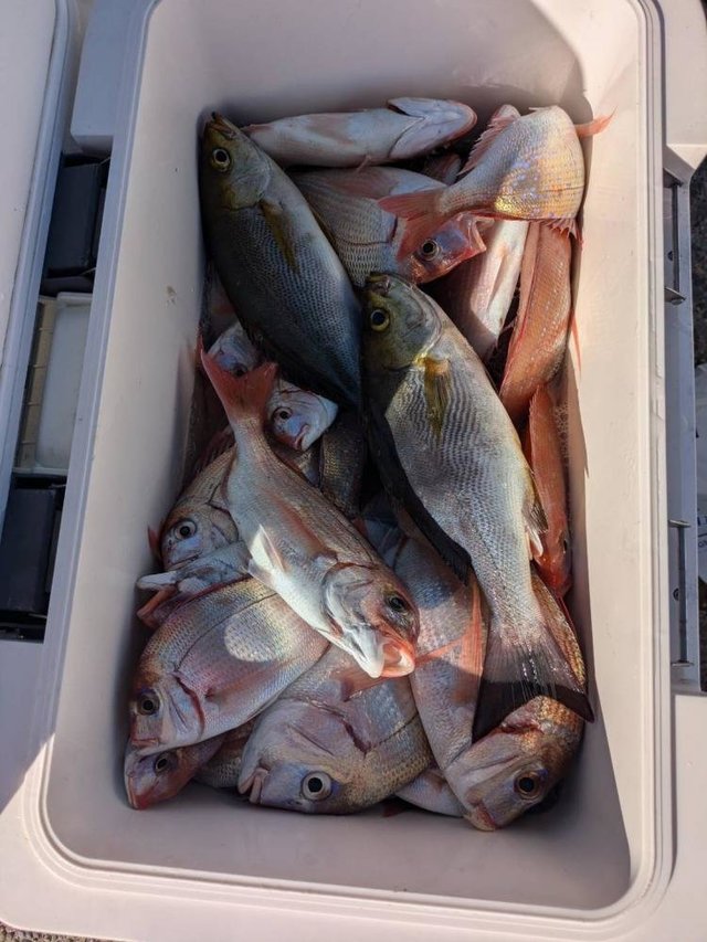 ハナダイ(チダイ)・イサキ