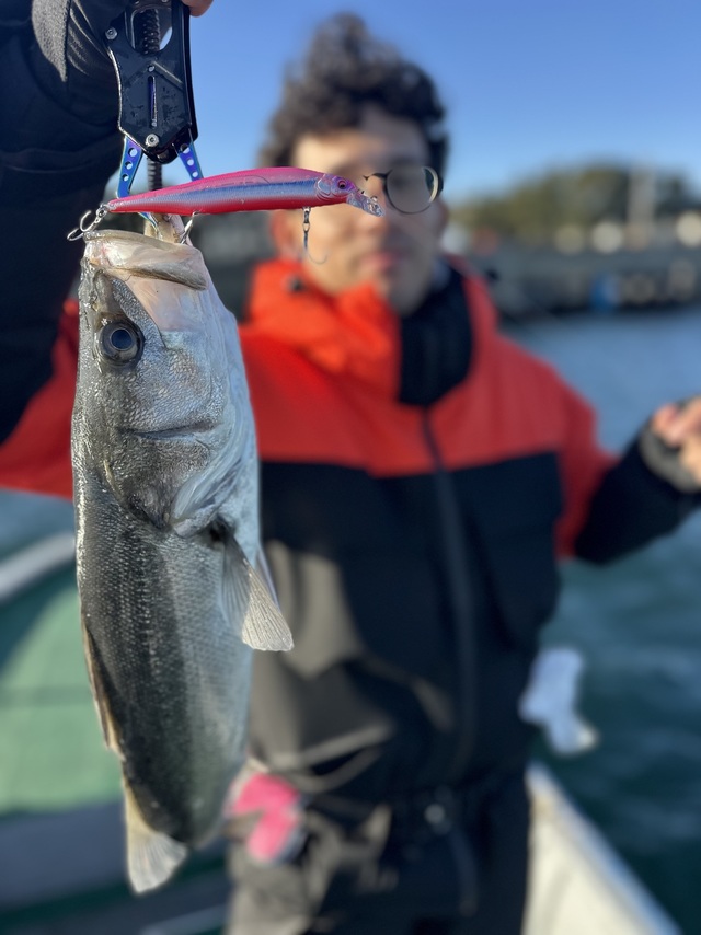 シーバス(スズキ)