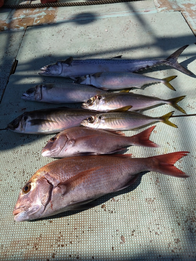 タイ(マダイ)・アジ(マアジ)・サバ(マサバ)・サワラ