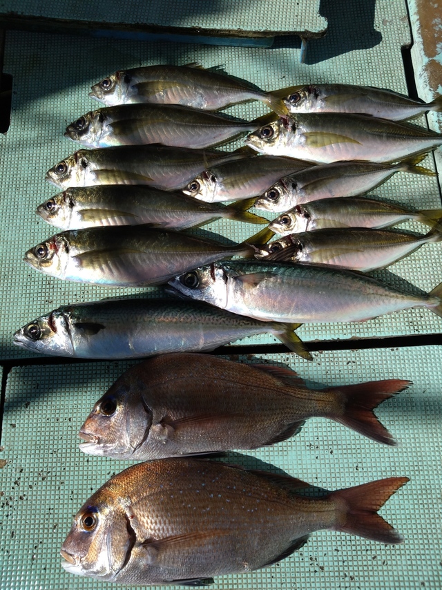 タイ(マダイ)・アジ(マアジ)・サバ(マサバ)