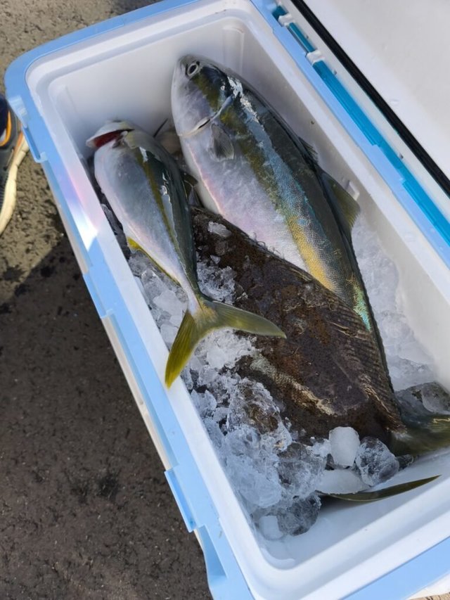 ハマチ(ブリ)・ヒラメ