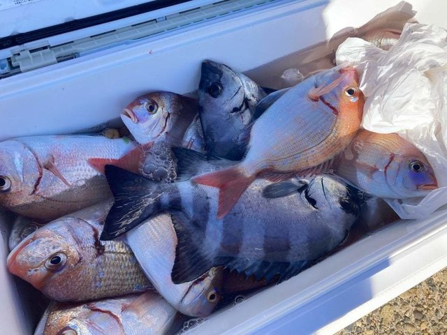 ハナダイ(チダイ)・イシダイ