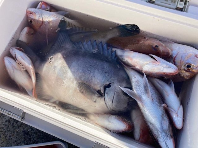 ハナダイ(チダイ)・イシダイ