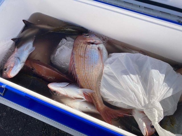 ハナダイ(チダイ)・イサキ