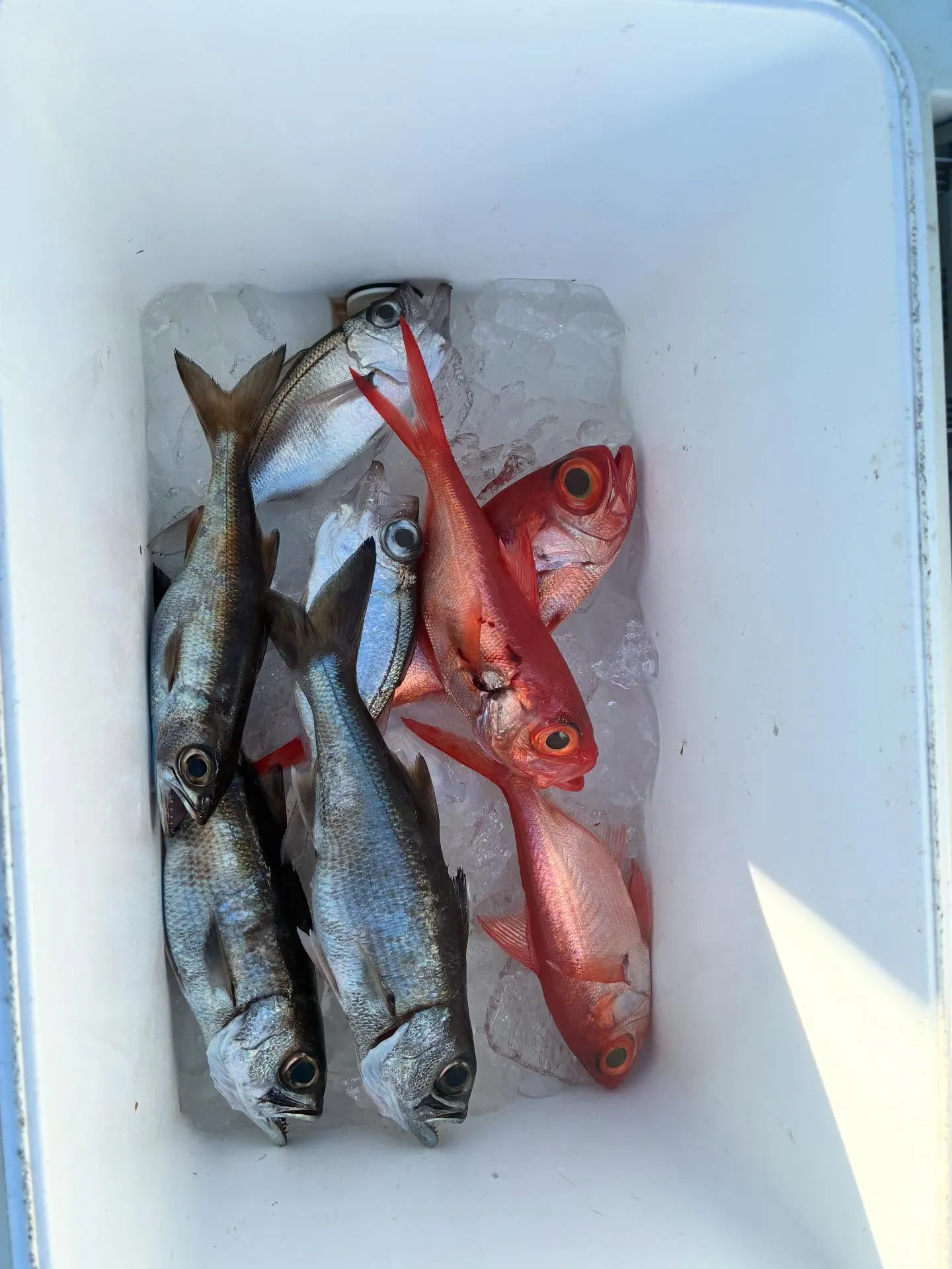 アカムツ・キンメ(キンメダイ)