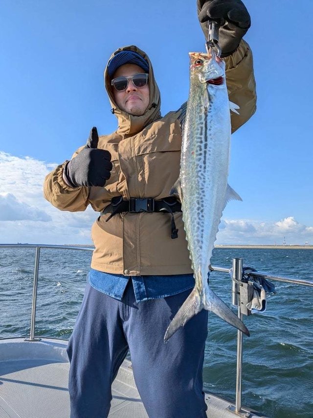 サゴシ(サワラ)