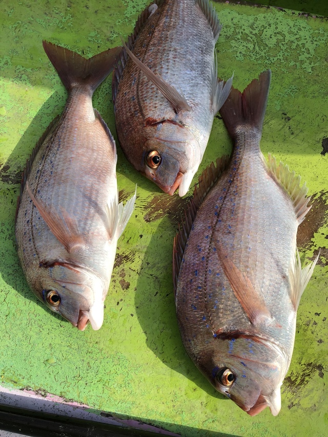 ハナダイ(チダイ)