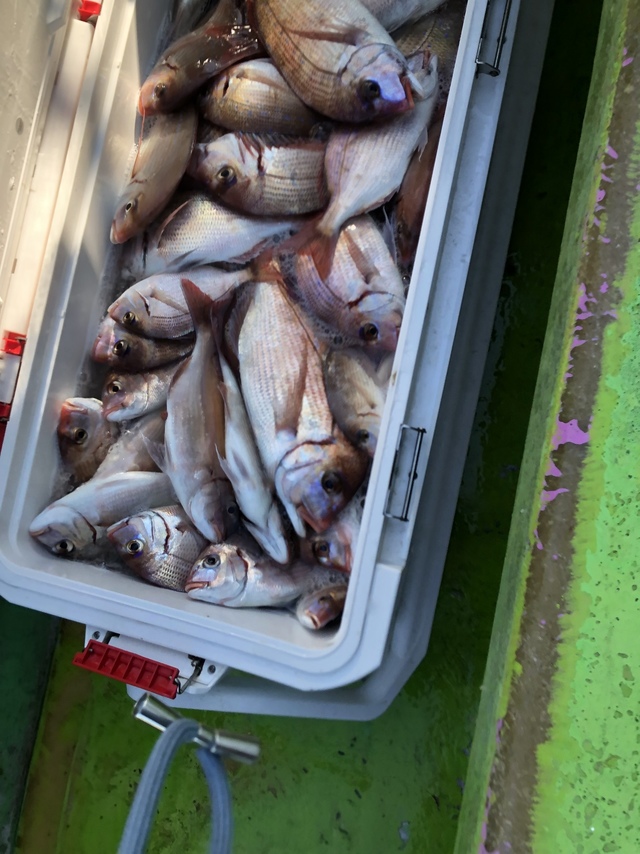 ハナダイ(チダイ)