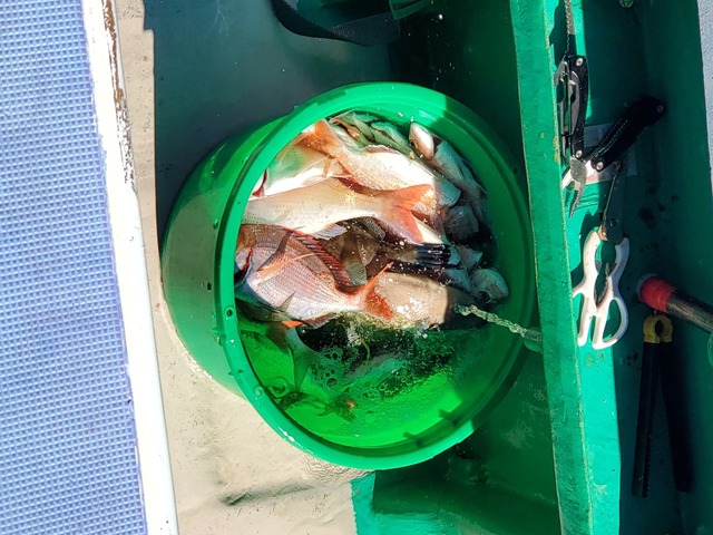 ハナダイ(チダイ)