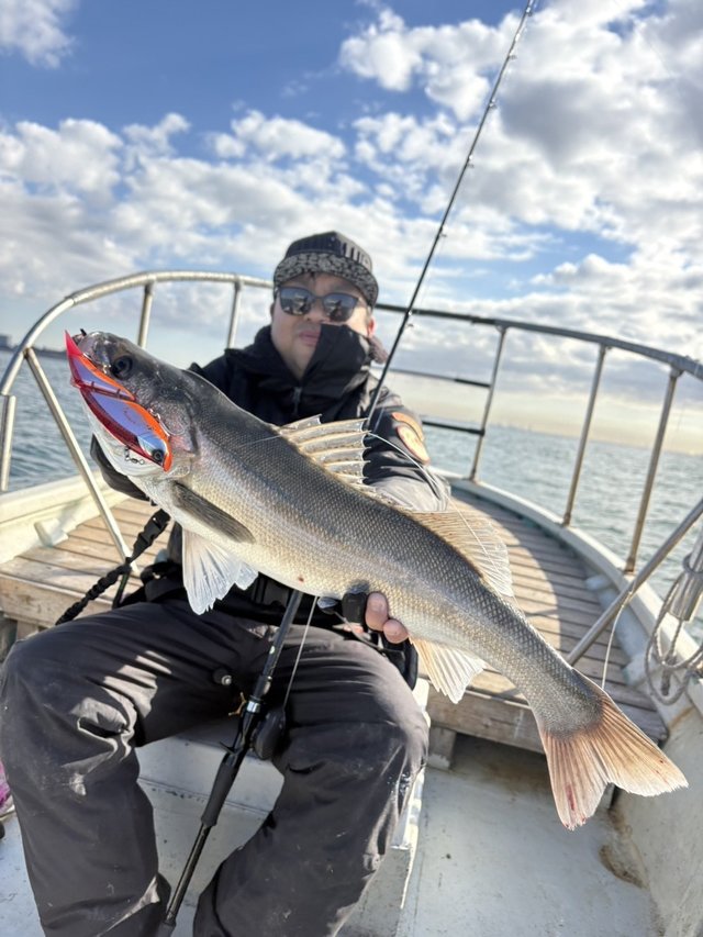 シーバス(スズキ)