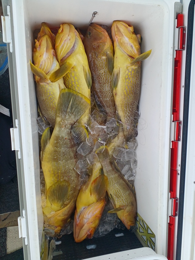 アオナ(アオハタ)