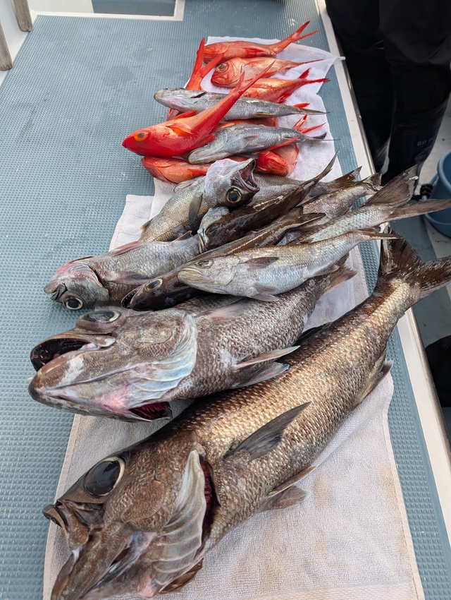 クロムツ・キンメダイ