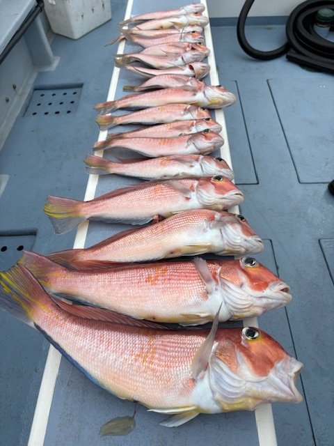 アマダイ(アカアマダイ)