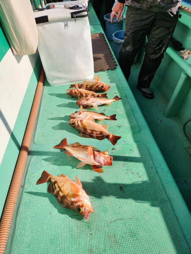 オキメバル(ウスメバル)