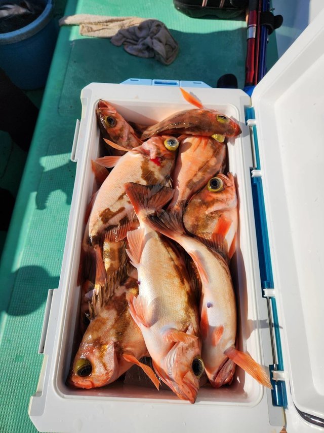 オキメバル(ウスメバル)