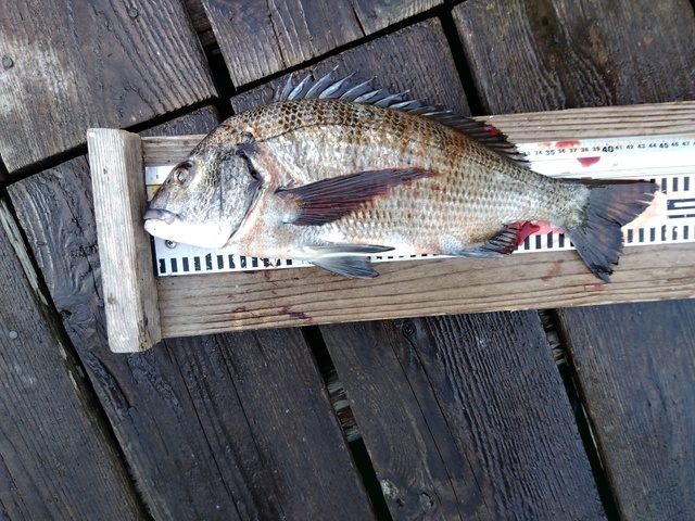 チヌ(クロダイ)