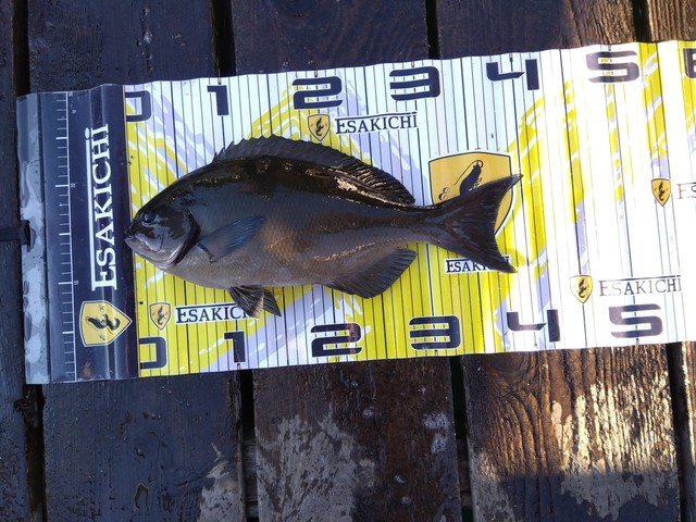 オナガグレ(クロメジナ)