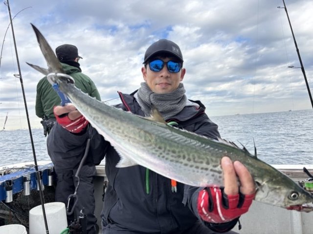 サゴシ(サワラ)