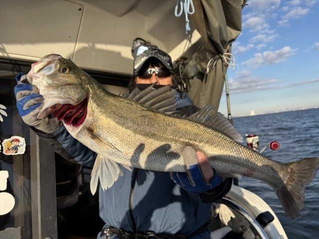 シーバス(スズキ)