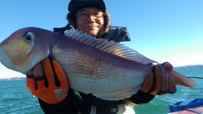 アマダイ(アカアマダイ)