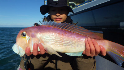 アマダイ(アカアマダイ)