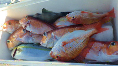 レンコダイ(キダイ)・イナダ(ブリ)・アマダイ(アカアマダイ)・ウマヅラハギ