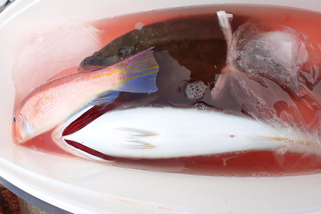 アマダイ(アカアマダイ)・ヒラメ