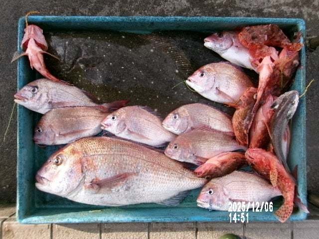 マダイ・オニカサゴ・カサゴ・ホウボウ・ヒラメ