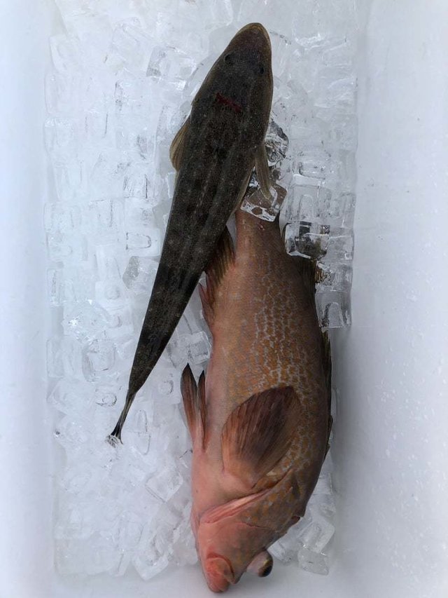 キジハタ・マゴチ