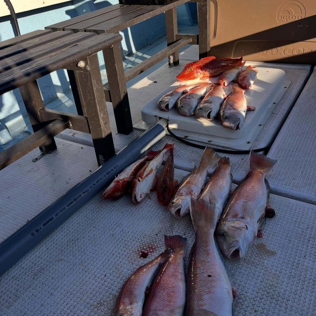 シロアマダイ・カナガシラ