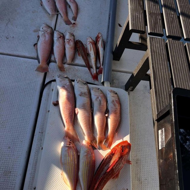 シロアマダイ・イトヨリ(イトヨリダイ)・カナガシラ