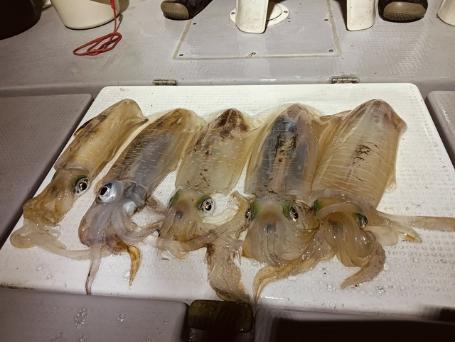アオリイカ