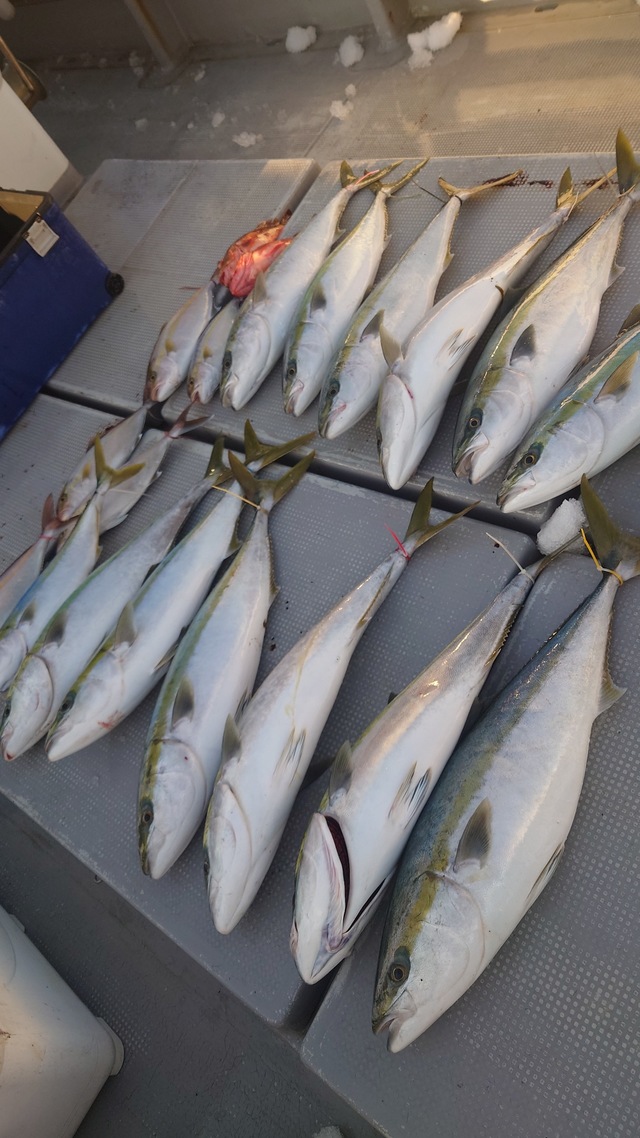 ヤズ(ブリ)・ネリゴ(カンパチ)