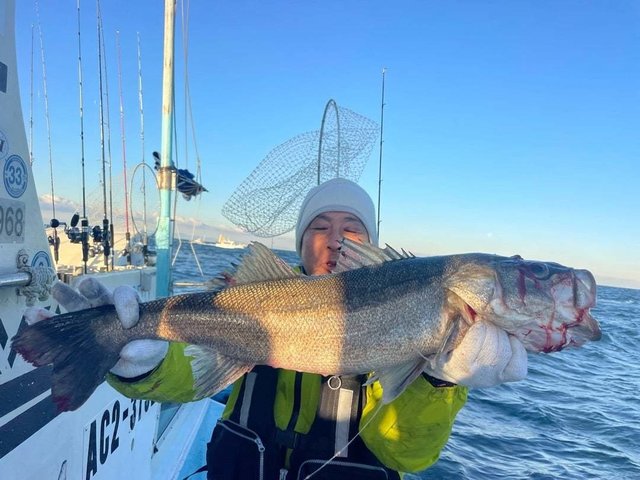 シーバス(スズキ)