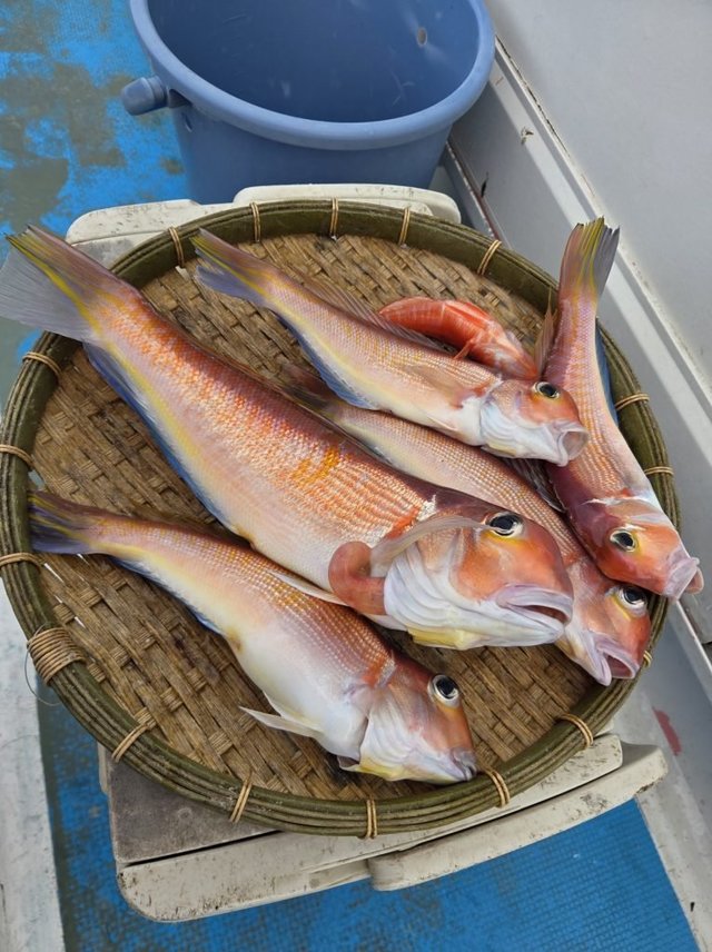 アマダイ(アカアマダイ)