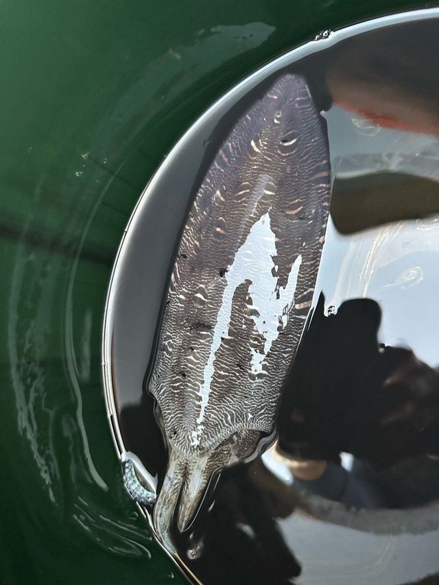 モンゴウ(カミナリイカ)