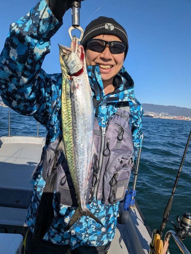 サゴシ(サワラ)