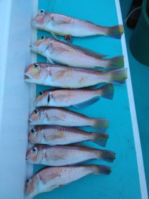 アマダイ(アカアマダイ)