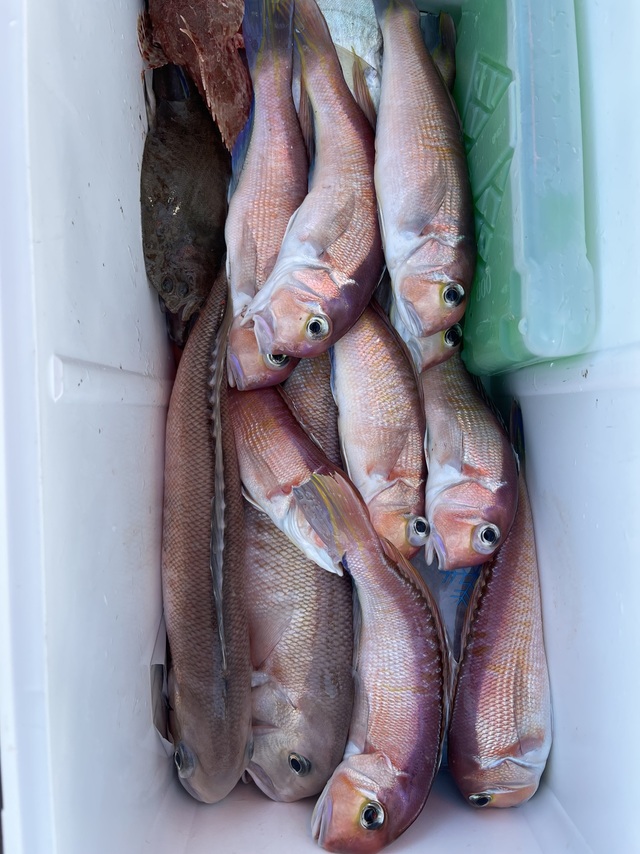 アマダイ(アカアマダイ)・シロアマダイ