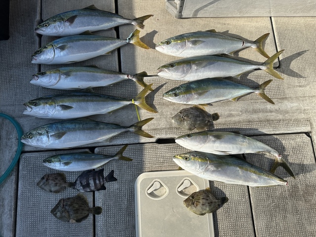 サンバソウ(イシダイ)・ツバス(ブリ)・メジロ(ブリ)・カワハギ