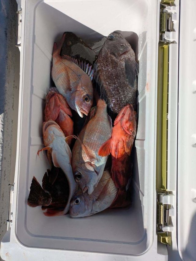 ハナダイ(チダイ)・カンダイ(コブダイ)・カサゴ・ヒラメ