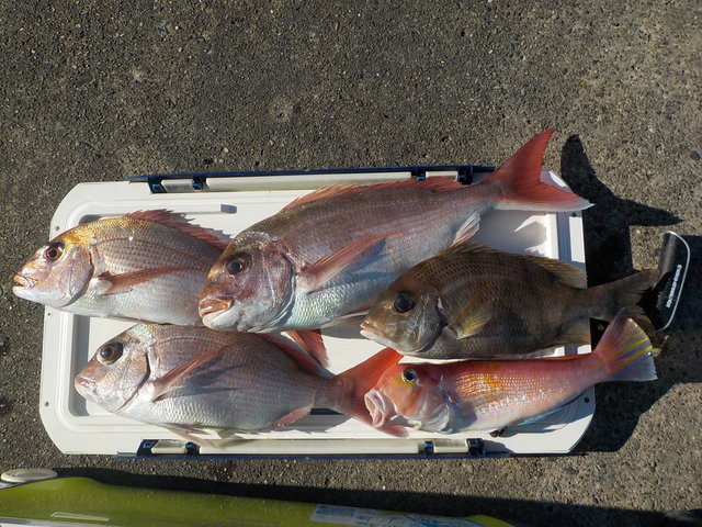 マダイ・アマダイ(アカアマダイ)